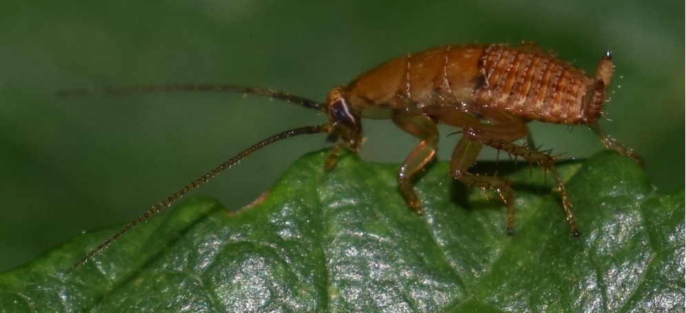 Neanide di Trigonidium? No, giovane blatta da id.